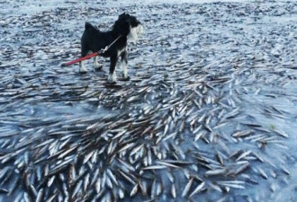 挪威：鱼群被凝固冰层内 持游弋姿态