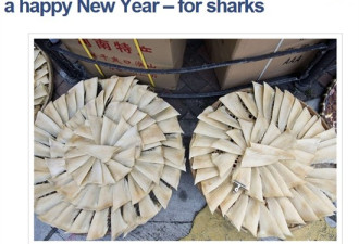 鲨鱼很快乐 中国反腐鱼翅需求量下降