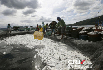菲律宾出现死亡鱼群 或由火山喷发导致