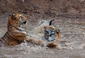 印度老虎连吃三妇女 警方追两周击毙