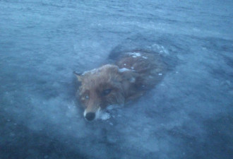 瑞典超低温 狐狸被活活冻死在湖冰里