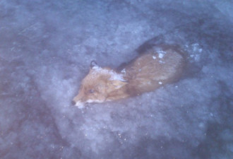 瑞典超低温 狐狸被活活冻死在湖冰里