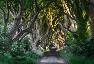 爱尔兰现“恐怖童话森林” 成著名景点