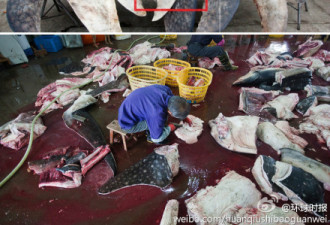 触目惊心！浙江鱼肉厂年加工600鲸鲨