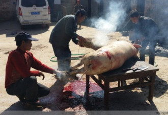 实拍：滇东苗村“杀猪饭”  年味十足