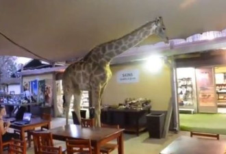 南非一只长颈鹿溜进咖啡馆 顾客惊呆了