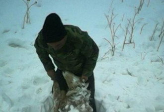 新疆北部连日遇雪灾 牧民羊群被活埋