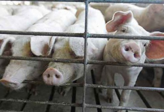 在美国致百万头猪死亡病毒 安省见首例