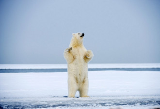 拍摄两头北极熊冰上翩翩起舞 超萌可爱