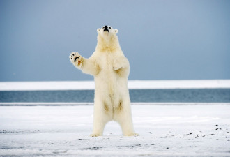拍摄两头北极熊冰上翩翩起舞 超萌可爱