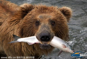 美国饥饿棕熊端坐 静候猎物跳入嘴中