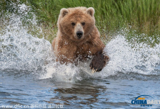 美国饥饿棕熊端坐 静候猎物跳入嘴中