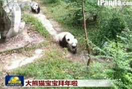《新闻联播》史上最萌：熊猫宝宝拜年