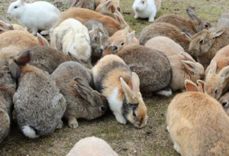 圆滚滚的兔子漫山来 实拍日本兔子岛