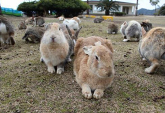 圆滚滚的兔子漫山来 实拍日本兔子岛