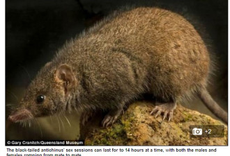 澳洲新物种疯狂交配14小时 甚至死亡