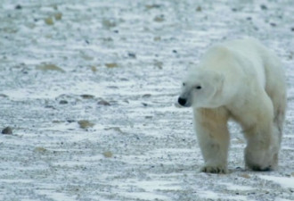 Google街景里能围观加拿大的北极熊了