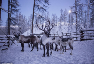 实拍：西伯利亚驯鹿人-60度卧雪入睡