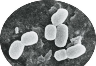 中国发现新型微生物：兵马俑芽胞杆菌