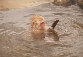 罕见！日本猴子拿iPhone泡温泉照爆红