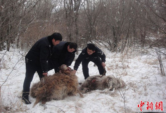 新疆牧区遭恶狼袭击 咬死咬伤28只羊