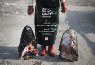 探访温州蒲歧 成规模的鲨鱼屠宰加工