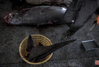 探访温州蒲歧 成规模的鲨鱼屠宰加工