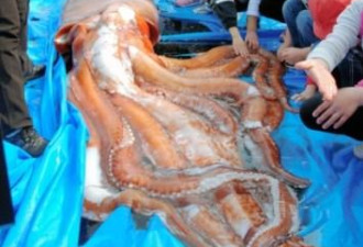 日本捕到“大王乌贼”  长4米重400斤