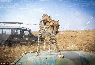 好奇猎豹跳到游客车顶 在天窗探头探脑