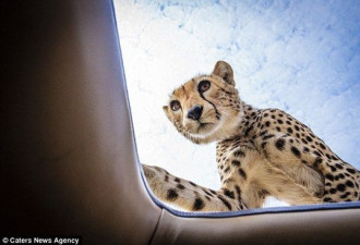 好奇猎豹跳到游客车顶 在天窗探头探脑