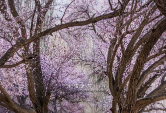 实拍：新疆帕米尔高原如画般的杏花村