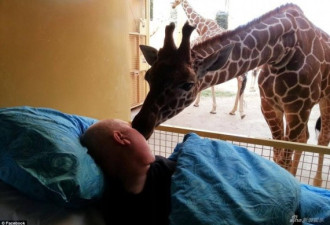 动物园工人癌症病危 长颈鹿亲吻告别
