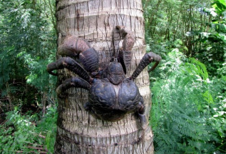 不可思议的椰子蟹 爬树高手能捕老鼠
