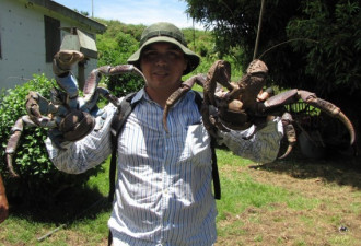 不可思议的椰子蟹 爬树高手能捕老鼠