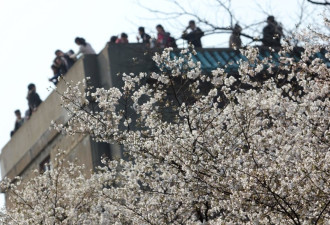 十万游客涌入武汉大学赏樱 挤爆道路