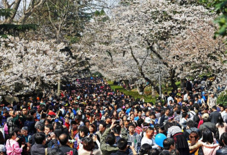 十万游客涌入武汉大学赏樱 挤爆道路