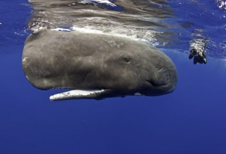 加勒比海抹香鲸社会 庞大得令人震撼