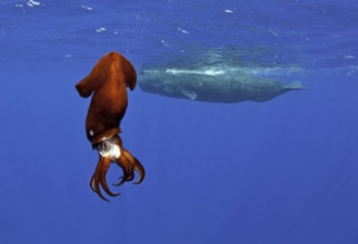 加勒比海抹香鲸社会 庞大得令人震撼