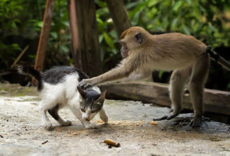 印尼猕猴为小猫“按摩” 对视温馨可爱
