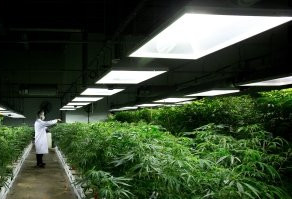 药物大麻新法上路 加拿大民众担忧涨价