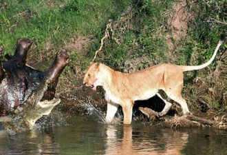抓拍母狮与鳄鱼争夺食物场景 极生猛
