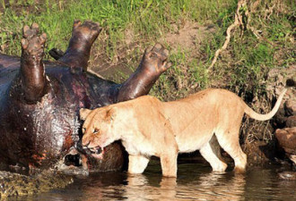 抓拍母狮与鳄鱼争夺食物场景 极生猛