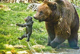 为防熊爸杀子 瑞士动物园竟先杀幼熊