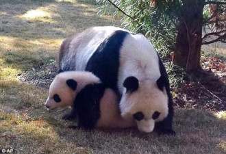 熊猫宝宝首次出窝遛弯 爬树啃竹乐趣多