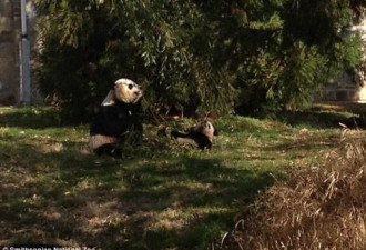 熊猫宝宝首次出窝遛弯 爬树啃竹乐趣多