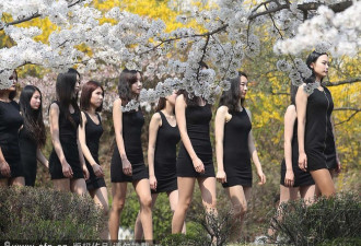 韩国模特樱花树下上课 露长腿与花比美