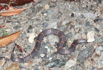 武当山罕见白头蝰 系最致命毒蛇之一