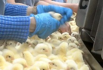 偷拍加国枫叶食品厂 小鸡被活活烫死