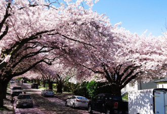 网友摄影：温哥华民居街的樱花也绚烂