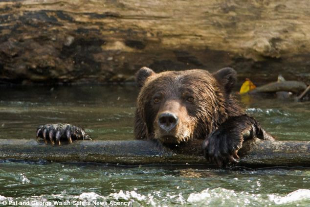 A bear appears to grab a quick break from fishing for his dinner at Bella Coola, in BC, Canada